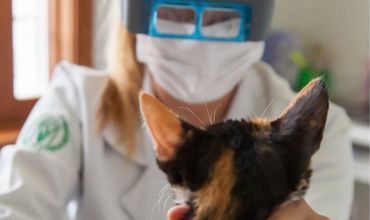 Oftalmologia Veterinária