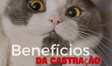 Castração de animais